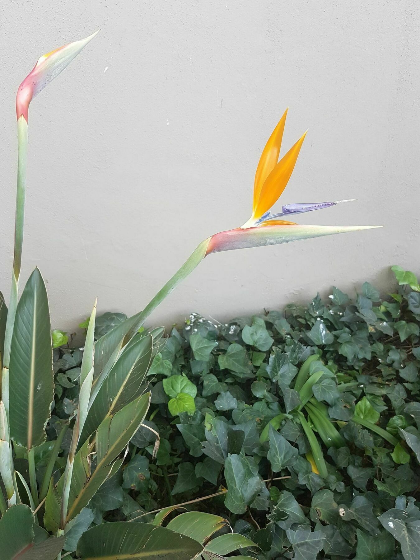 Blue Sparrow Guest House Middelburg  Bagian luar foto